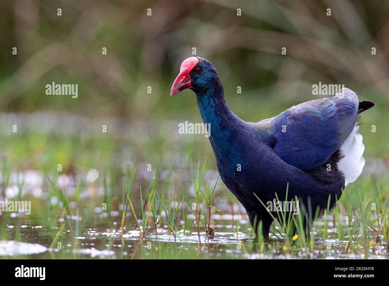 Un uccello di Swamphen africano che guada in una diga circondata da erba Foto Stock