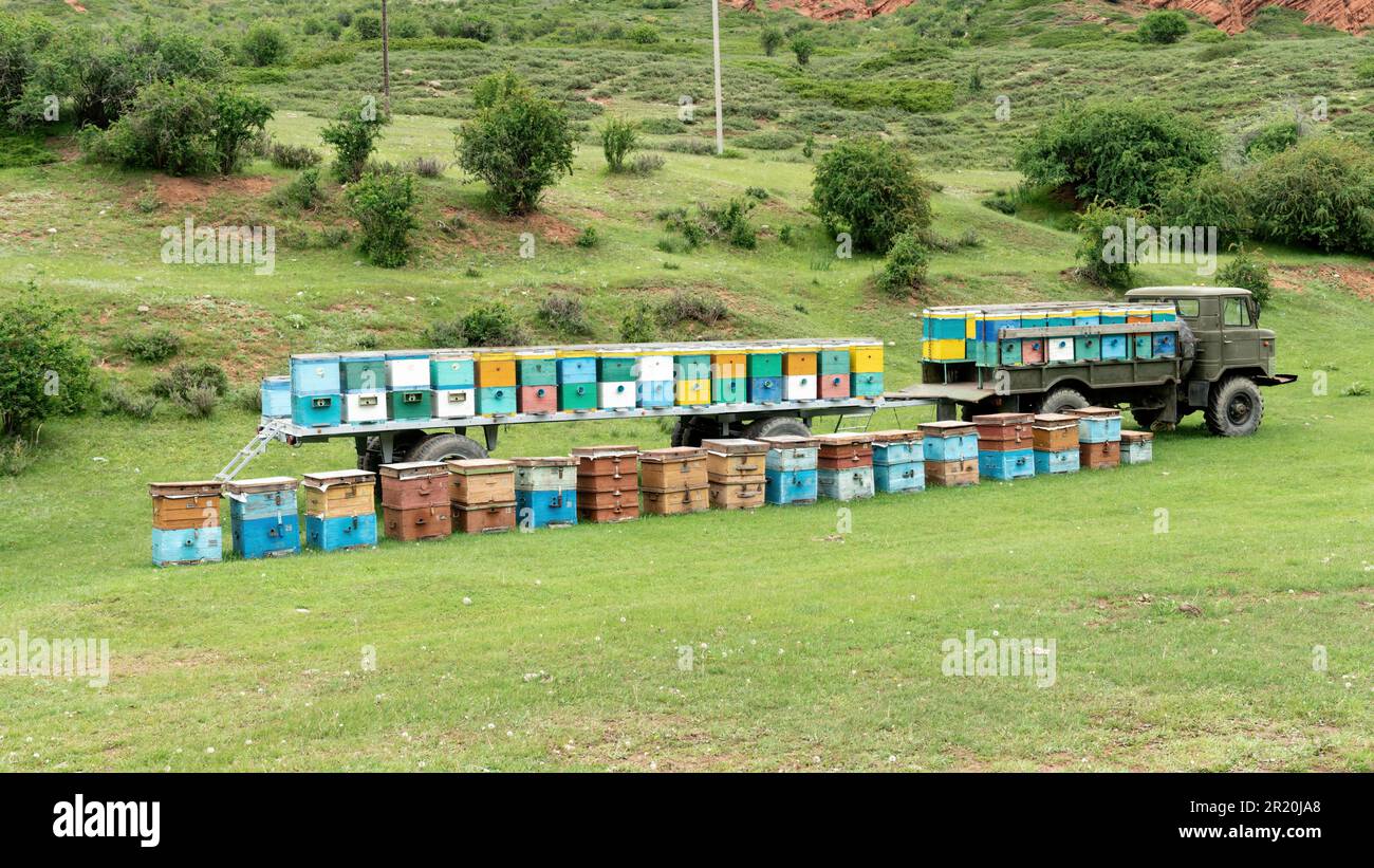 Alveari di ape rifornito intorno ad un camion vecchio in Kirghizistan rurale. Le api svolgono un ruolo vitale nell'impollinazione delle piante e nella produzione del miele, un prodotto locale pregiato. Foto Stock