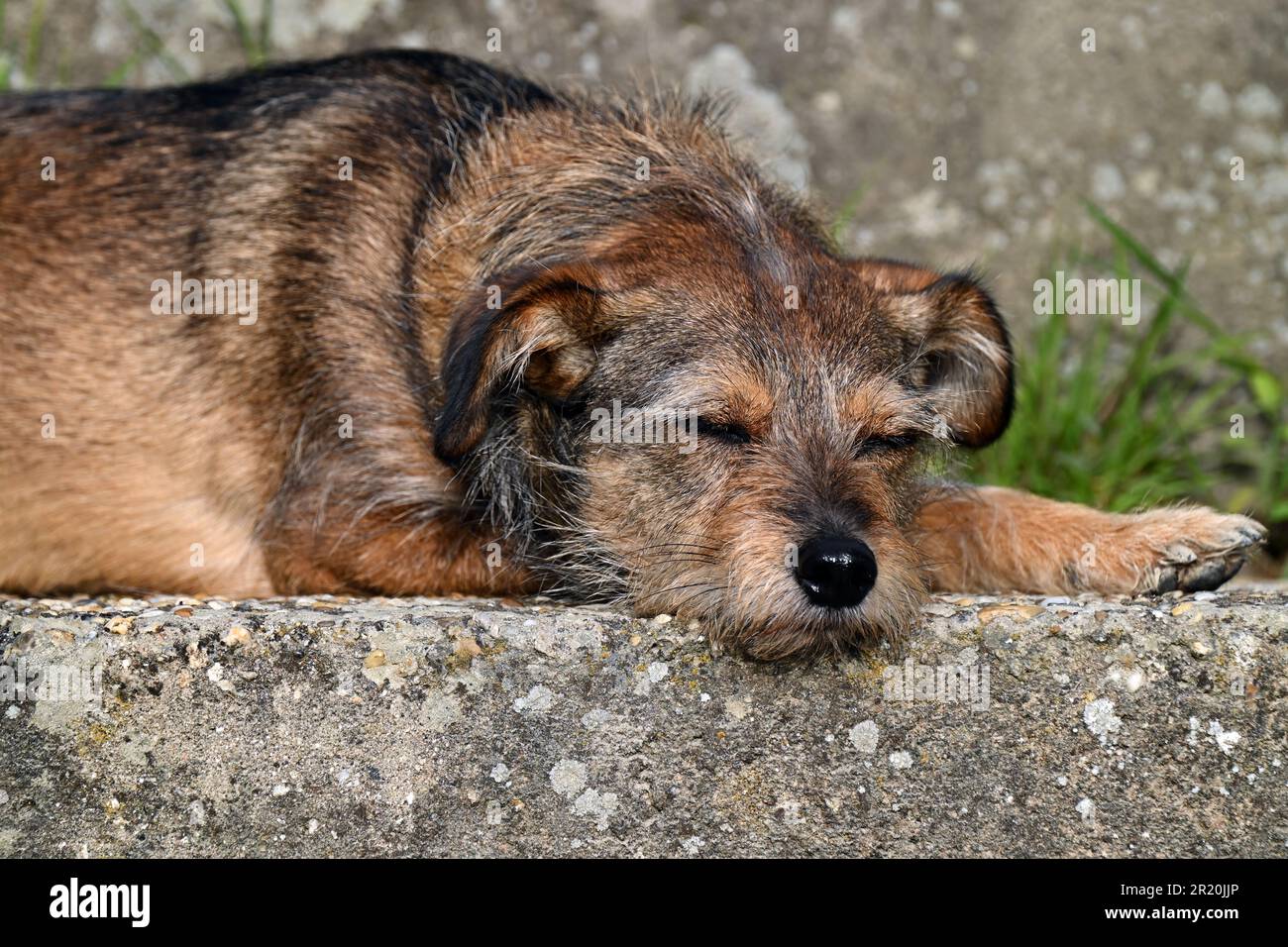 Il cane Border terrier riposa pacificamente su un gradino di pietra Foto Stock