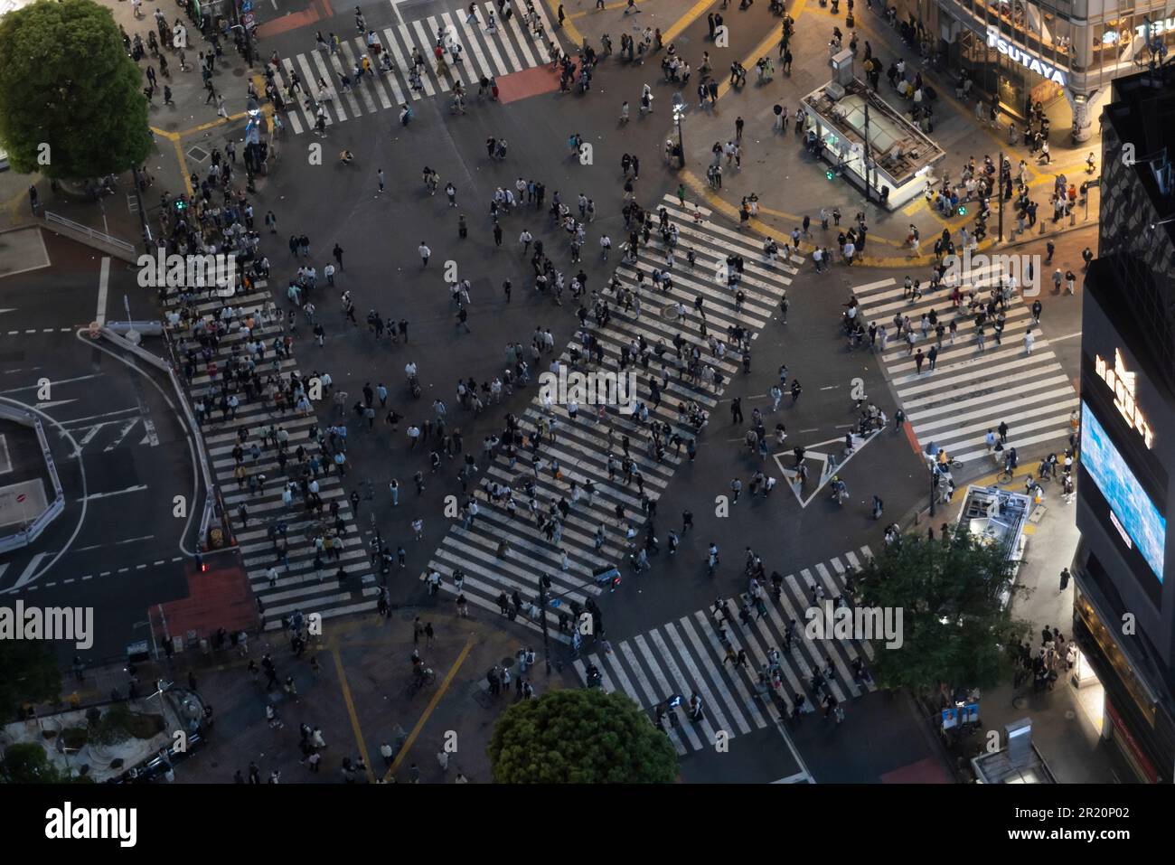 Zebra Shibuya che attraversa di notte Foto Stock