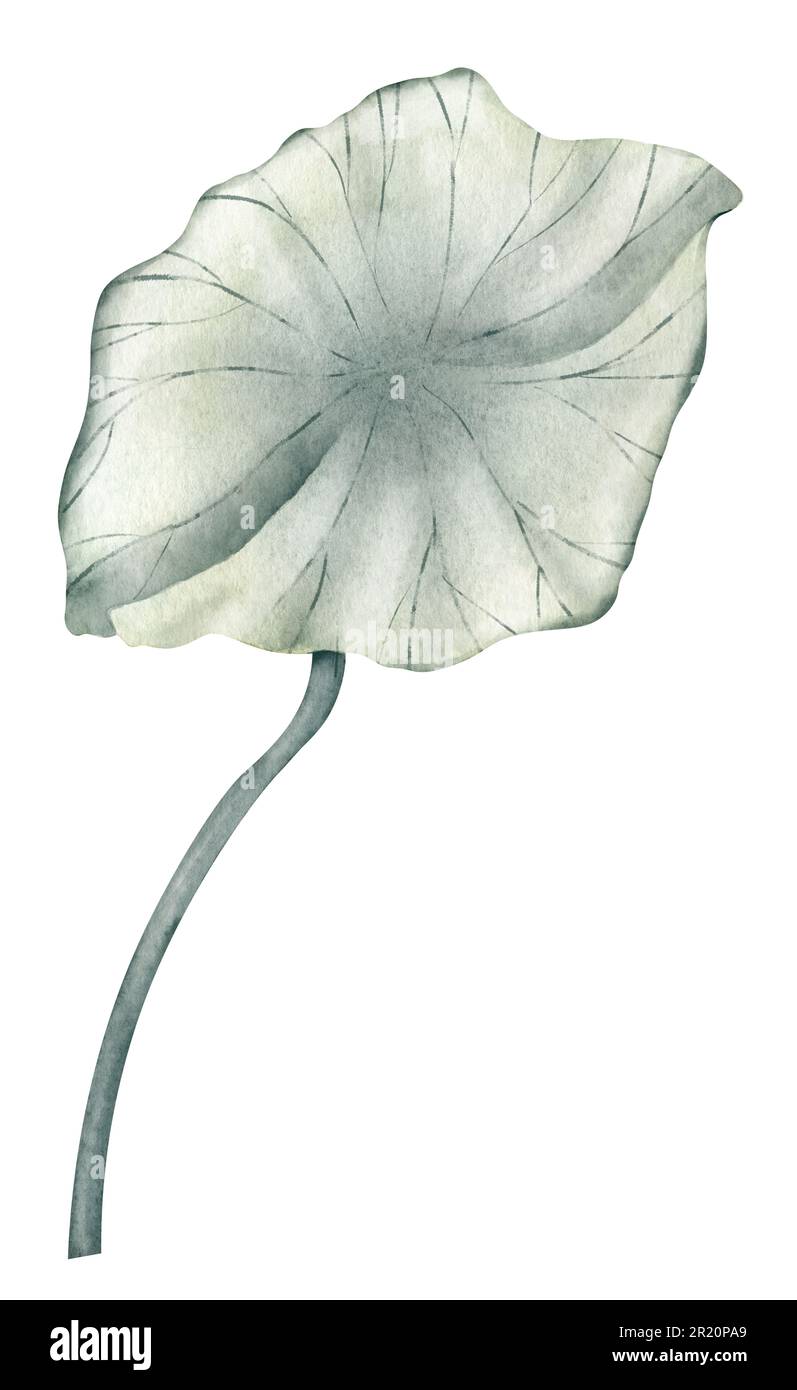 Foglia di loto su sfondo bianco isolato. Illustrazione disegnata a mano di acquerello di pianta verde. Disegno del verde di giglio dell'acqua per l'icona o il marchio. Schizzo di flora esotica per il design spa o Zen. Erbe tropicali Foto Stock