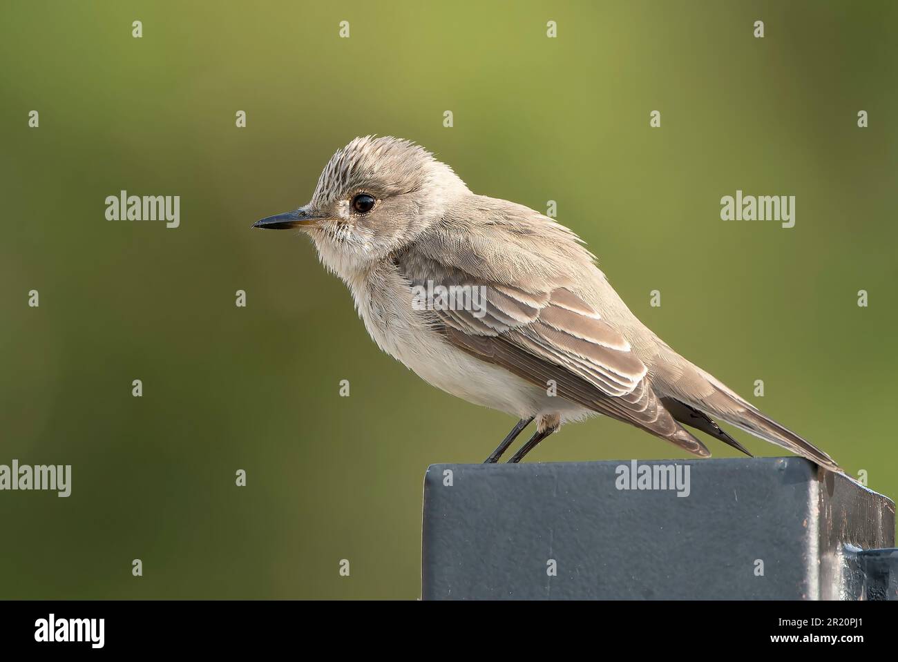 Mediterranean Flycatcher, Muscicapa tyrhenica, adulto singolo arroccato su palo di metallo, Alcudia, Mallorca, Spagna, 16 maggio 2023 Foto Stock