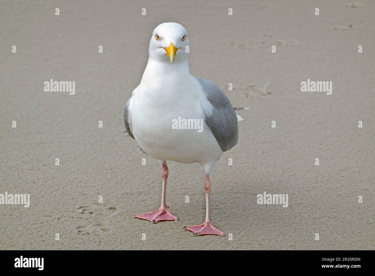 Gabbiano di aringa europeo sulla spiaggia Foto Stock