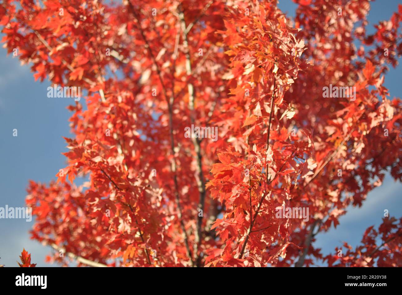 Guardando un albero con foglie rosse contro un cielo blu in autunno Foto Stock