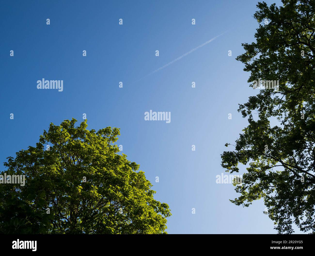 Aereo in lontananza, Vapour Trail, Blue Sky e alberi, Caversham, Reading, Berkshire, Inghilterra, REGNO UNITO, GB. Foto Stock