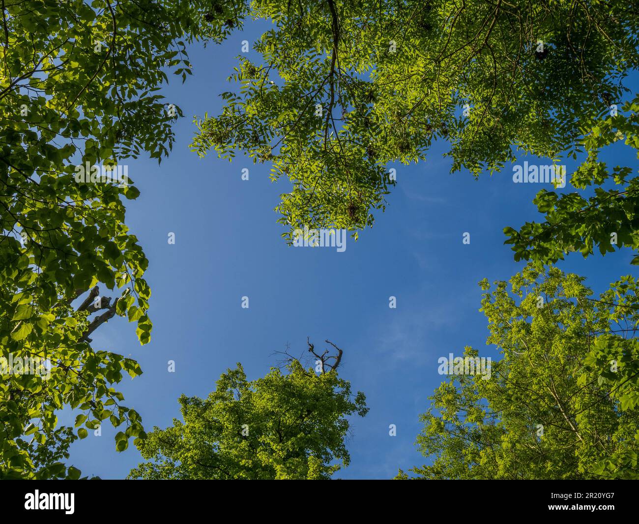 Tree Canopy, Looking up to Sky, Trees, Blue Sky, Balmore Walk, Caversham, Reading, Berkshire, Inghilterra, Regno Unito, GB. Foto Stock