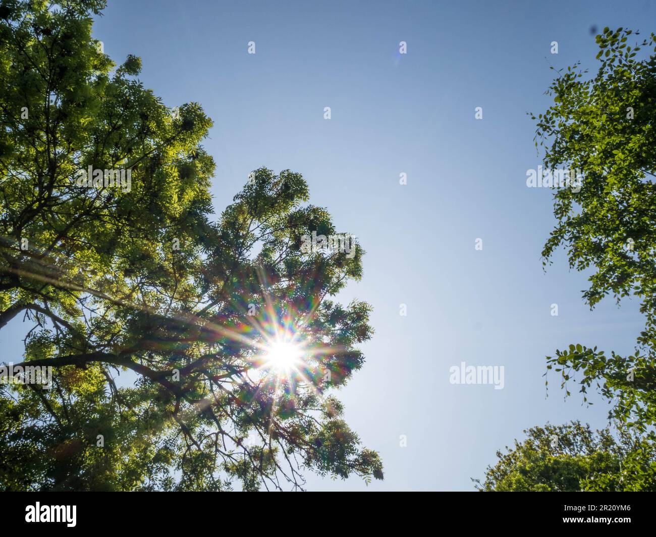 Sun Shining Blue Sky e alberi, Balmore Walk, Caversham, Reading, Berkshire, Inghilterra, Regno Unito, GB. Foto Stock