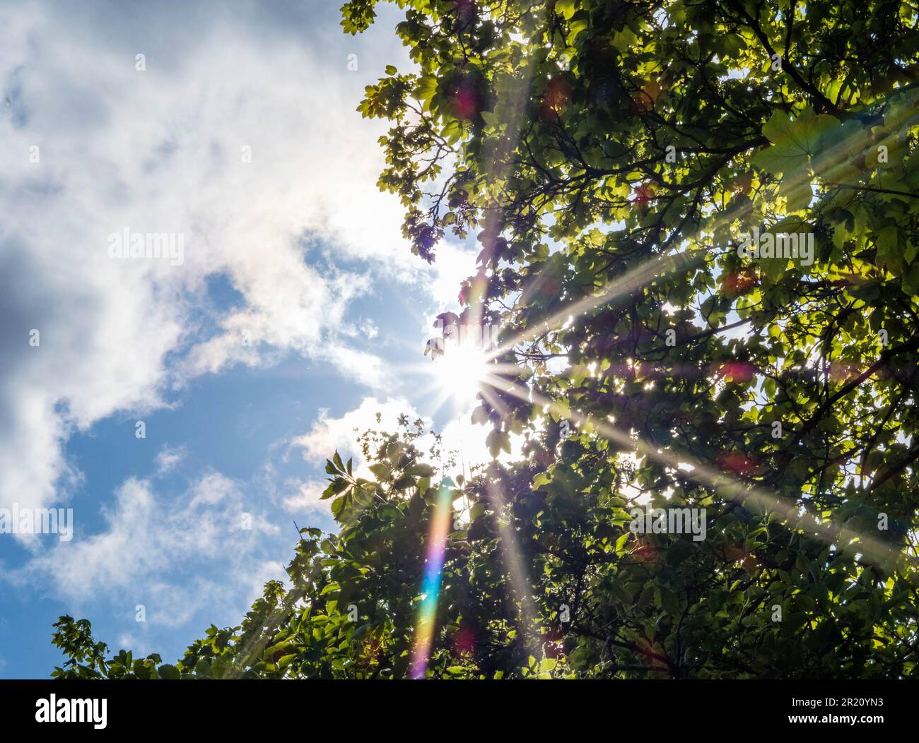 Sole Shining ha gettato le nubi e gli alberi, Balmore Walk, Caversham, Reading, Berkshire, Inghilterra, Regno Unito, GB. Foto Stock