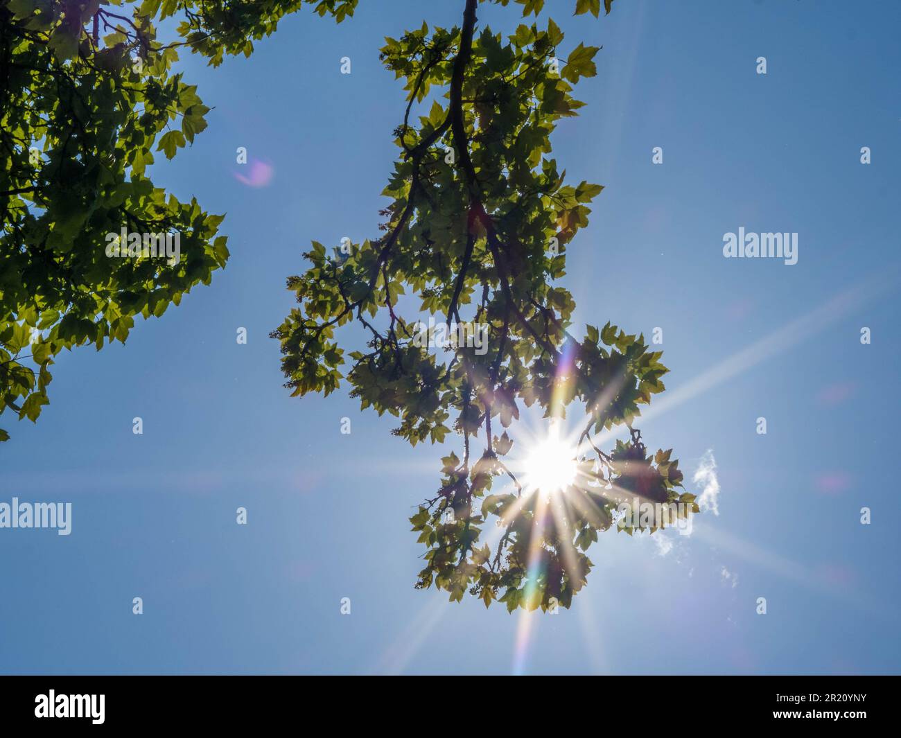 Sole che splende, cielo blu, e alberi, Balmore Walk, Caversham, Reading, Berkshire, Inghilterra, Regno Unito, GB. Foto Stock