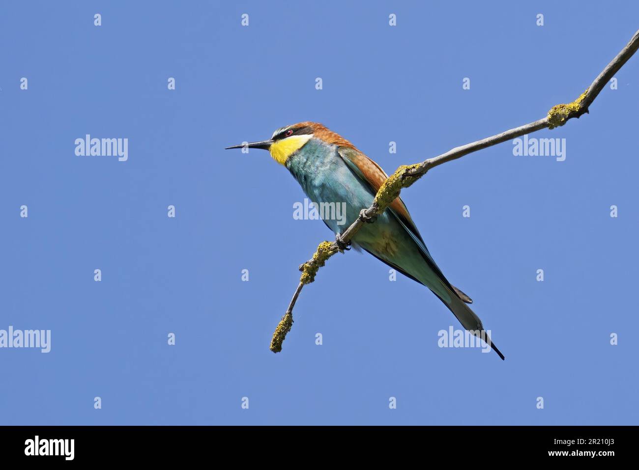 mangiataria europea poggiata su un ramo asciutto sullo sfondo di un cielo limpido Foto Stock