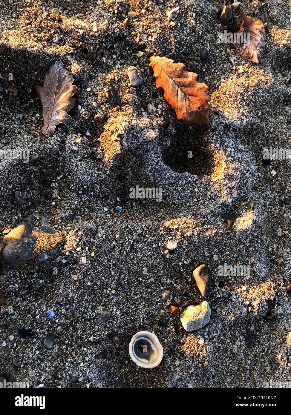 Ghiaccio su una spiaggia, paesaggio invernale scena con foglie congelate, e conchiglie sparse sulla sabbia, astratto, meteo, mare fuori stagione, cambiamento climatico Foto Stock