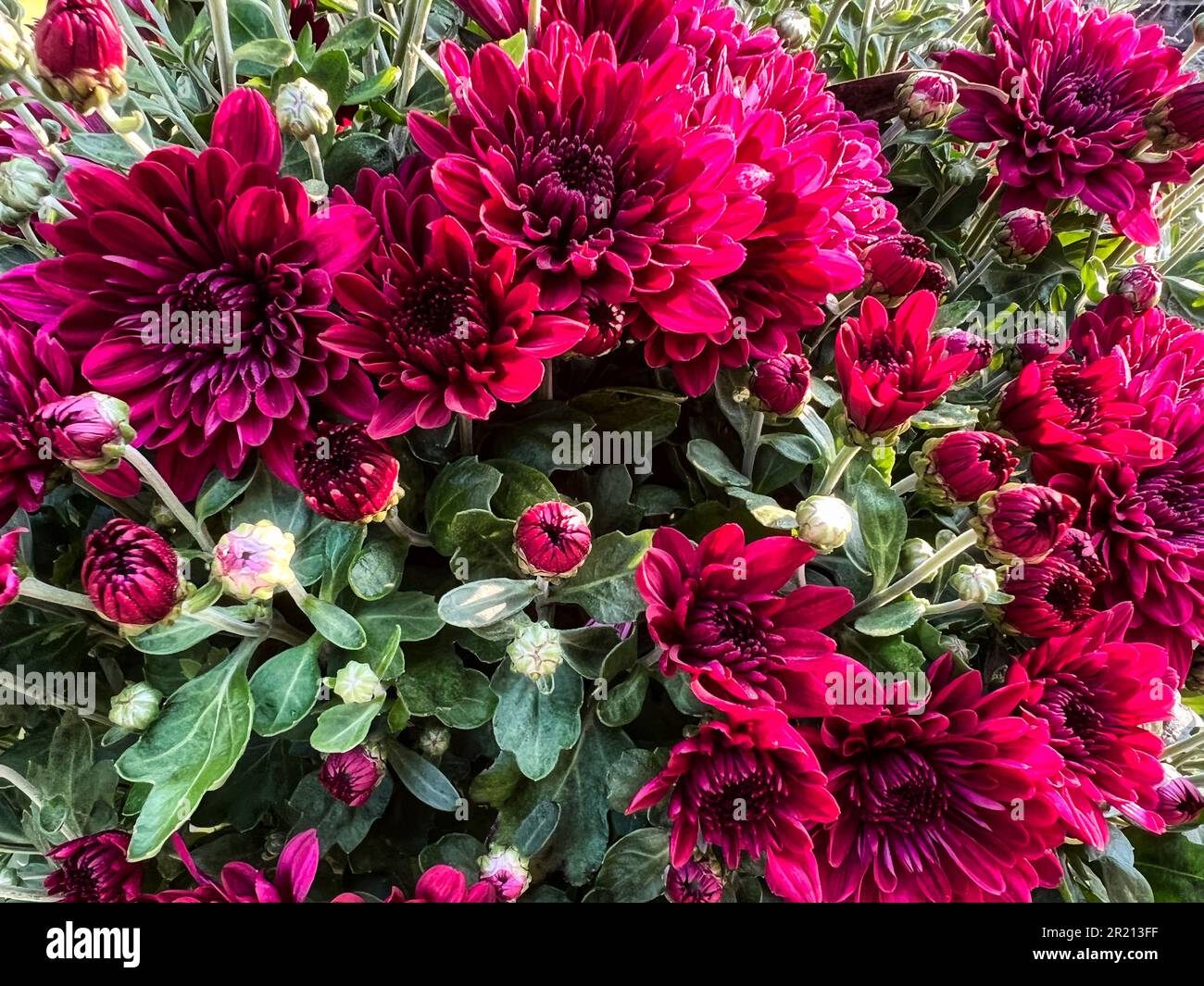 Primo piano delle mamme rosse durante la sera Foto Stock