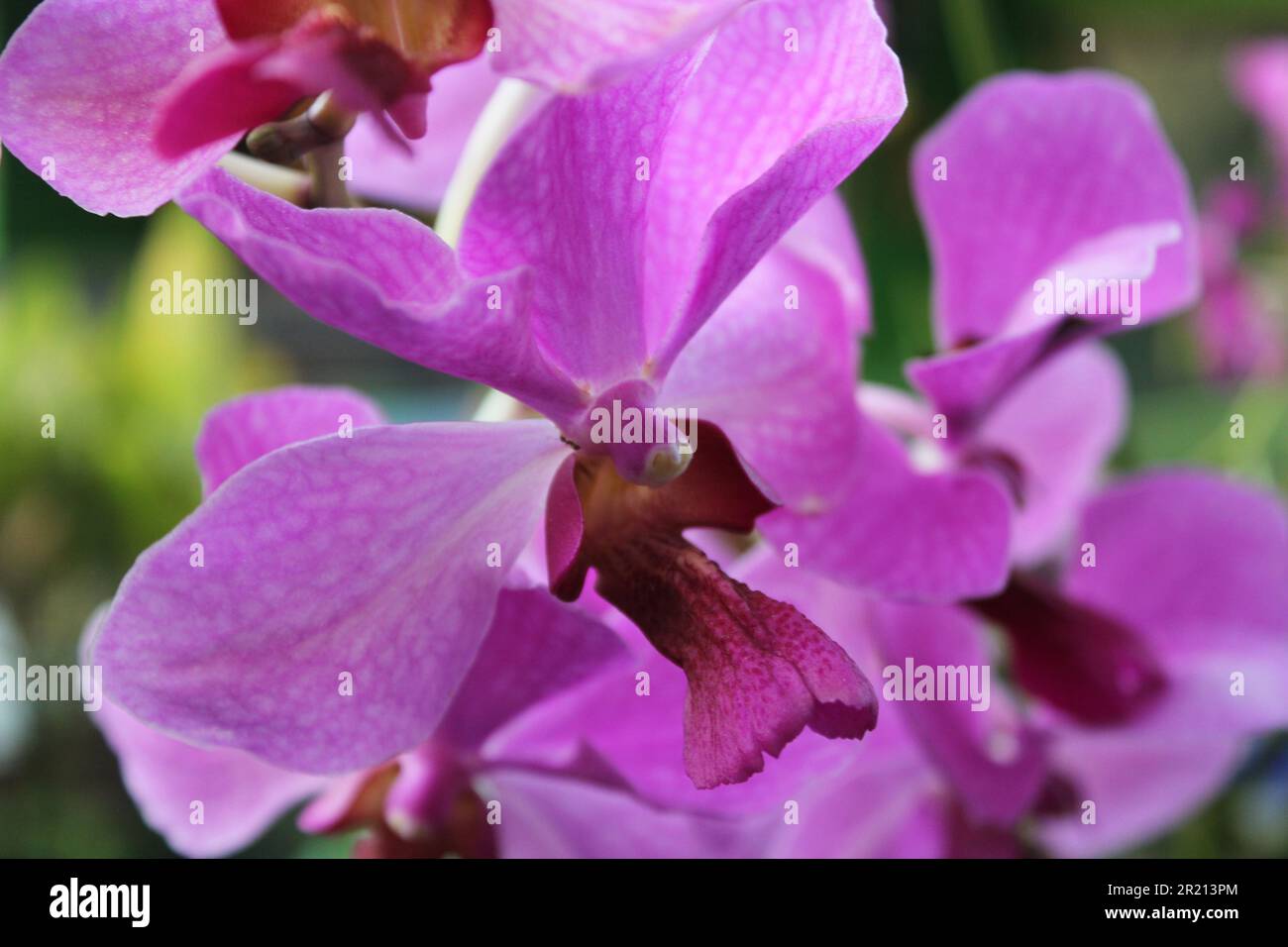 Esotico fiore di orchidea viola della luna dall'Asia con sfondo sfocato al giardino Foto Stock