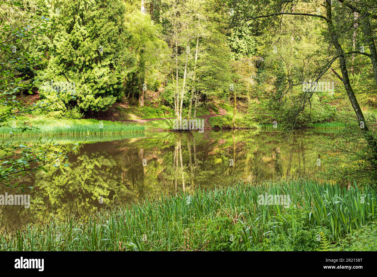 Luce mattutina a Soudley Ponds, Lower Soudley nella Foresta di Dean, Gloucestershire, Inghilterra UK Foto Stock