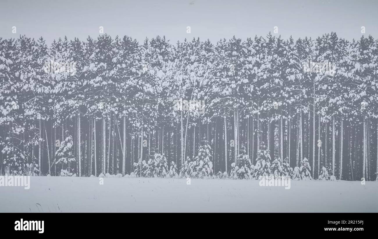 La risorsa grafica della scheda di Natale degli alberi invernali del Minnesota con la neve a Natale Foto Stock