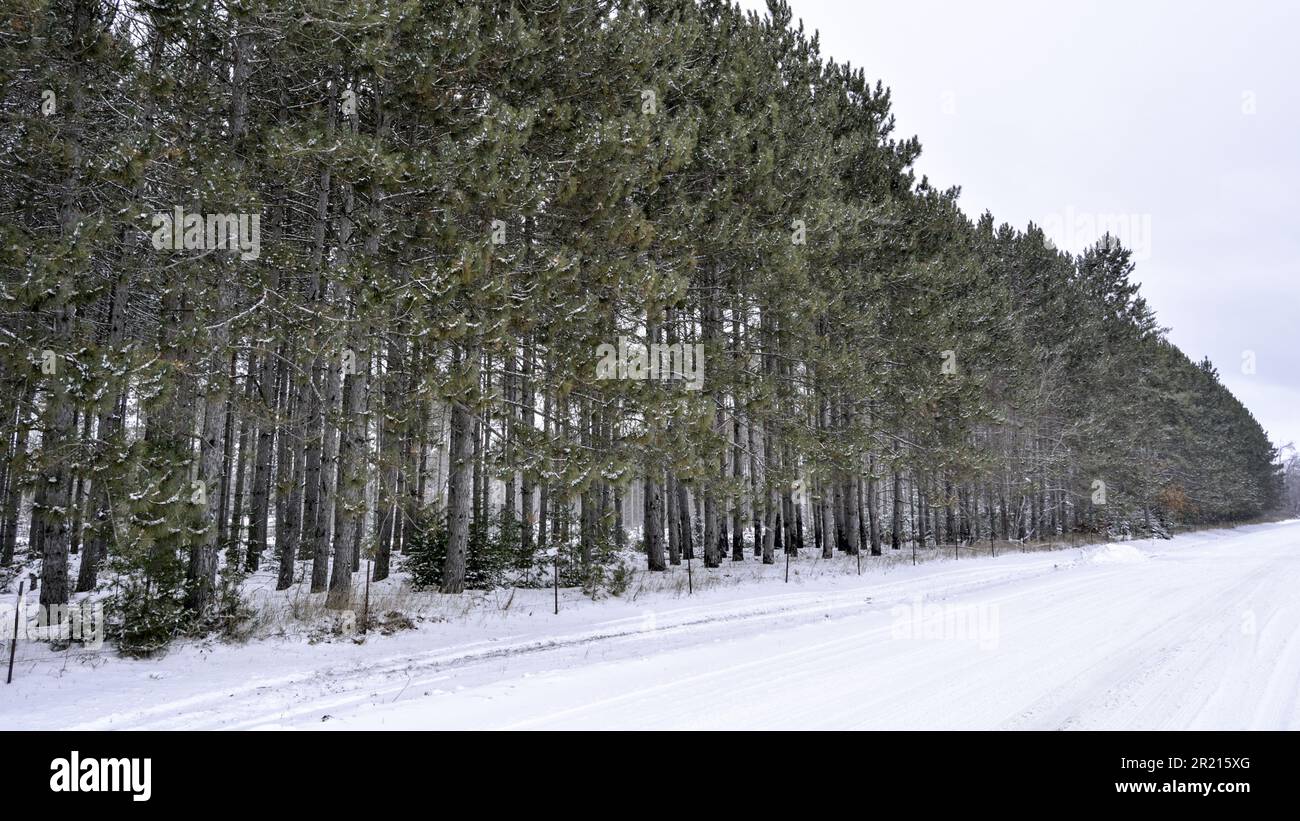 La risorsa grafica della scheda di Natale degli alberi invernali del Minnesota con la neve a Natale Foto Stock