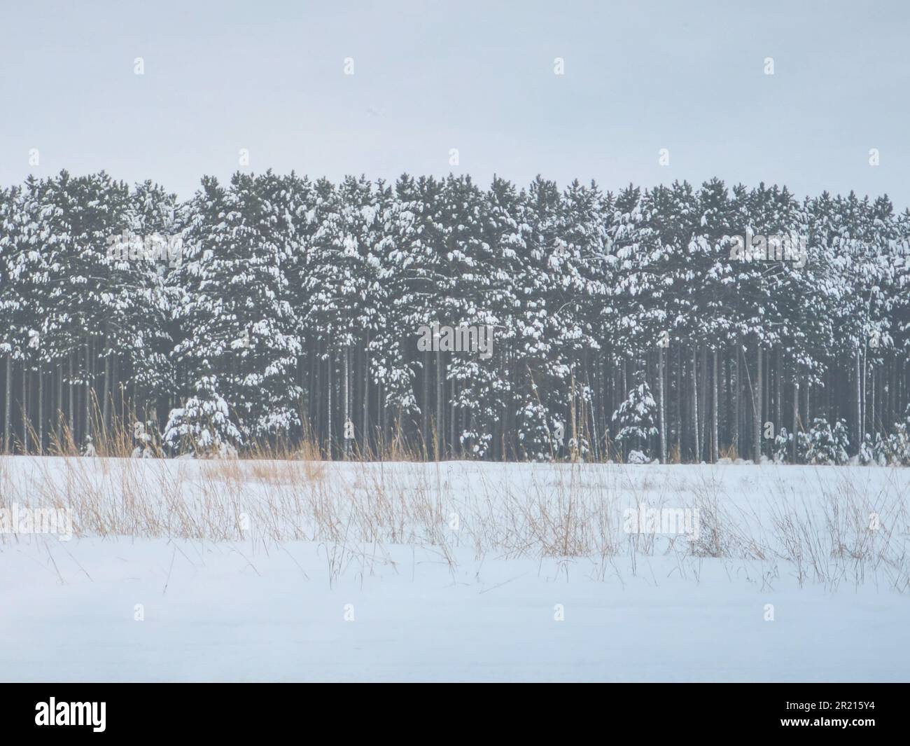 La risorsa grafica della scheda di Natale degli alberi invernali del Minnesota con la neve a Natale Foto Stock