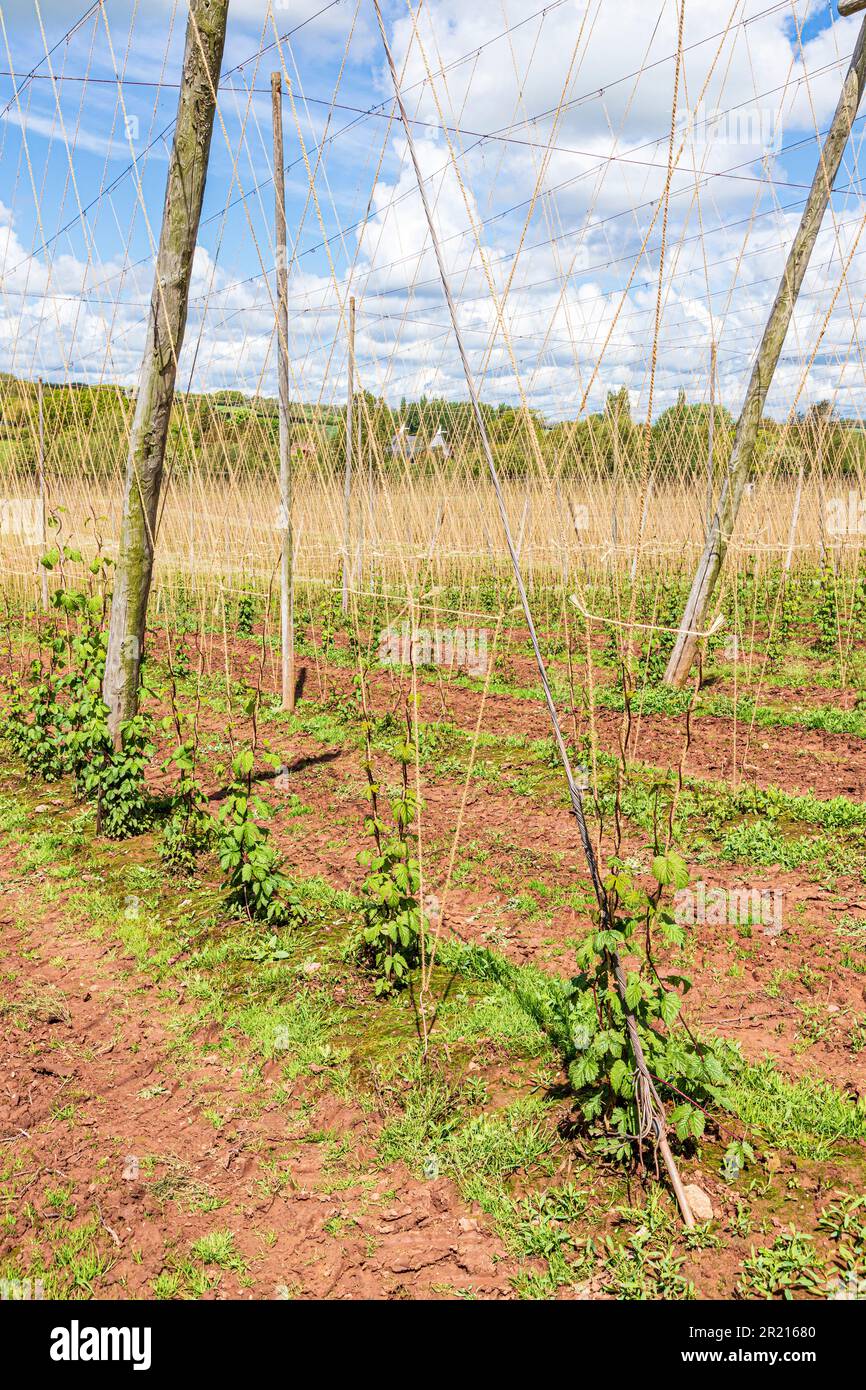 Luppolo (Humulus lupulus) cresce su trellis di luppolo in un giardino di luppolo o hopyard vicino ad Acton Beauchamp nella Valle di Frome, Herefordshire, Inghilterra UK Foto Stock