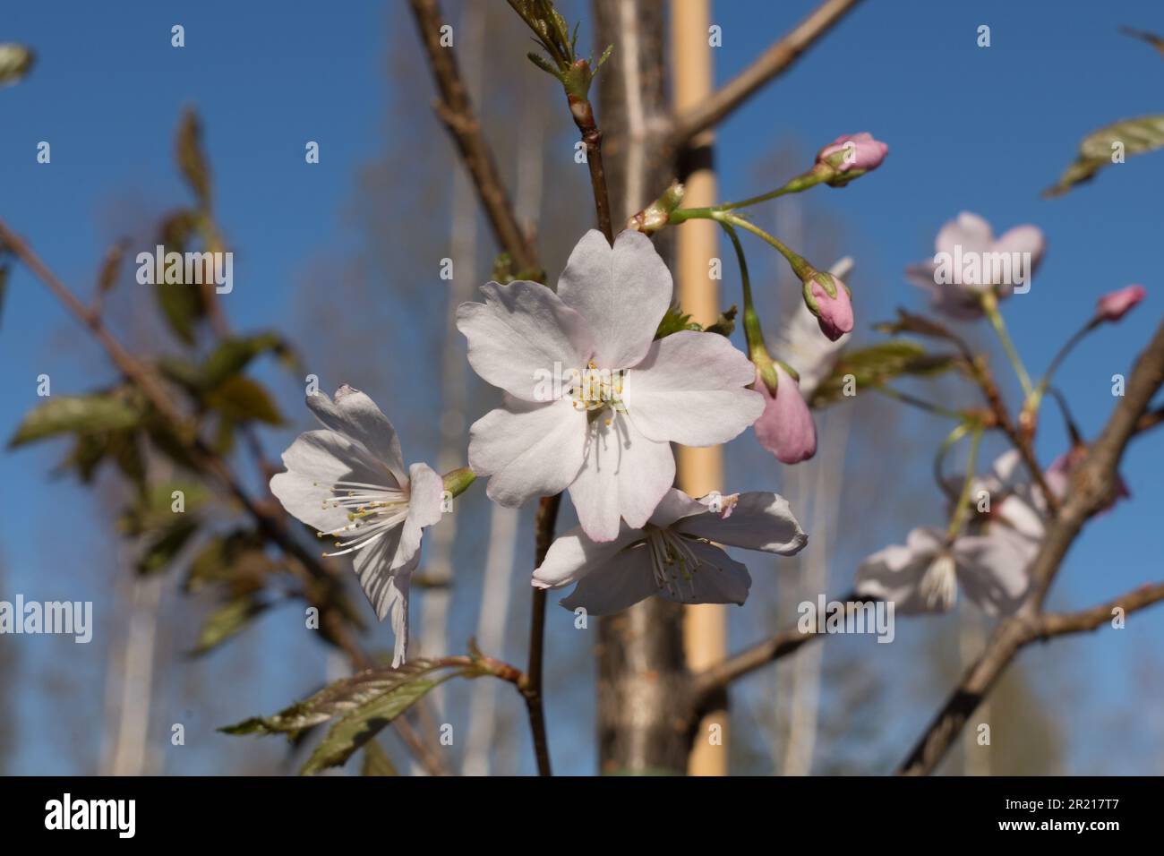 Fiore di ciliegio in Finlandia (Prunus sargentii) Foto Stock