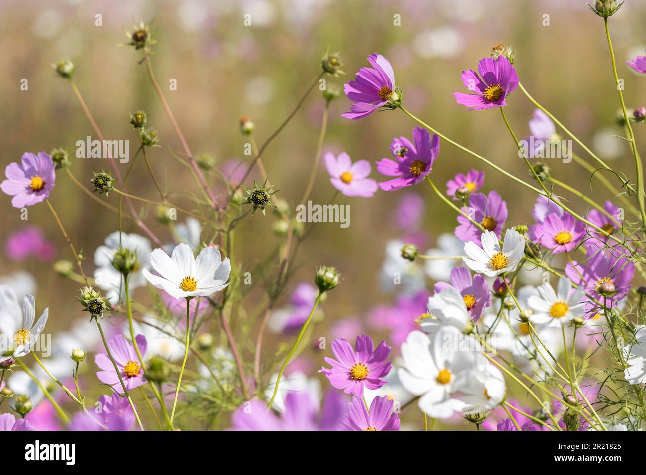 I fiori bianchi e rosa del Cosmo fioriscono nel campo che cresce sotto il sole Foto Stock