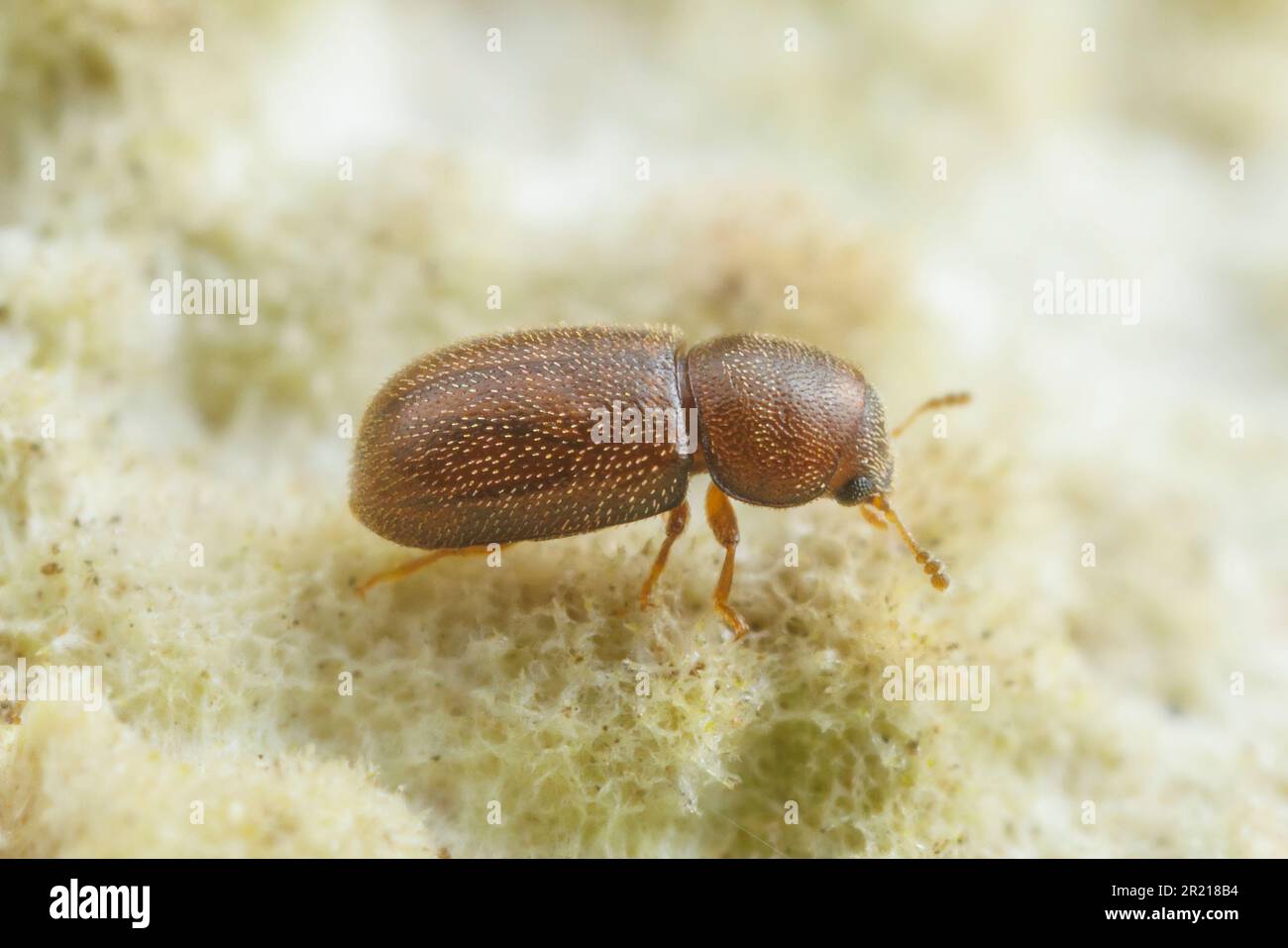 Scarabeo Fungus (CIS sp.) Foto Stock