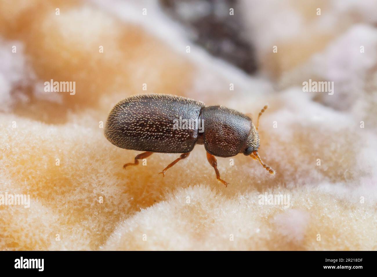 Scarabeo Fungus (CIS sp.) Foto Stock