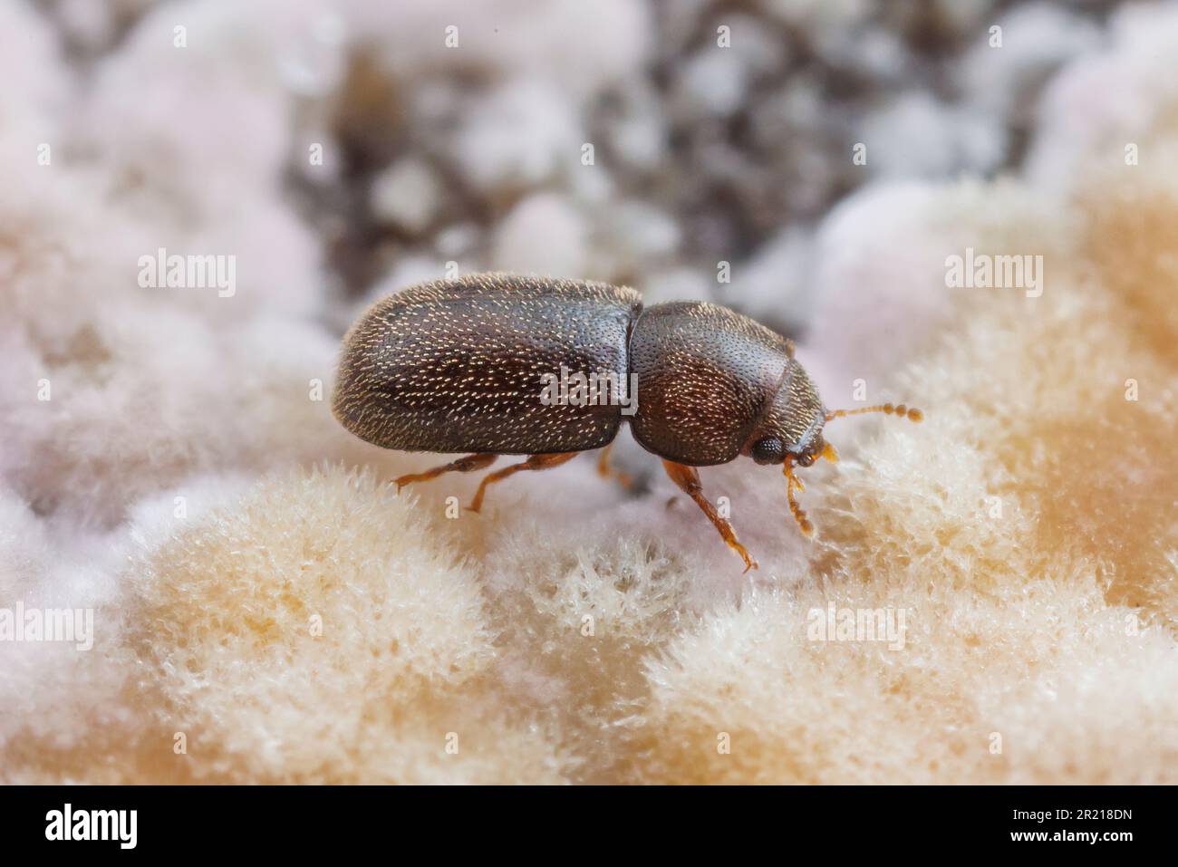 Scarabeo Fungus (CIS sp.) Foto Stock