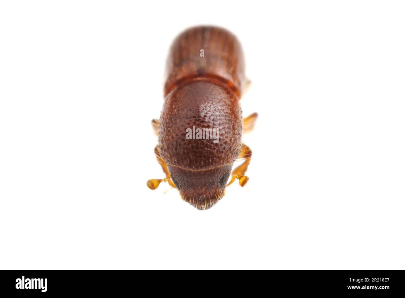 Xyleborus pubescens, uno scarabeo di corteccia che attacca alberi di pino (Pinus spp.), isolato su sfondo bianco. Foto Stock