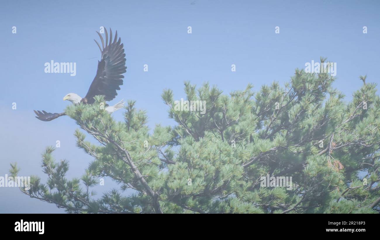 Firma del modello di annuncio delle risorse grafiche per la riunione di servizio di gruppo del cielo blu e dell'aquila americana del Bald Foto Stock