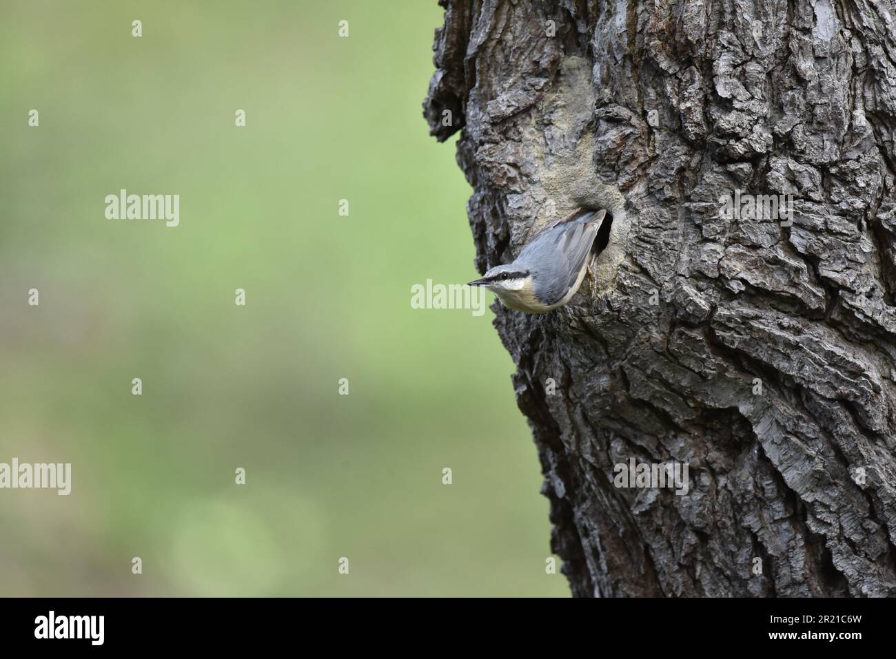 Eurasian Nuthatch (Sitta europaea) uscita di un Nest Hole in un tronco d'albero a destra di immagine, contro uno sfondo verde chiaro in maggio in Galles, Regno Unito Foto Stock