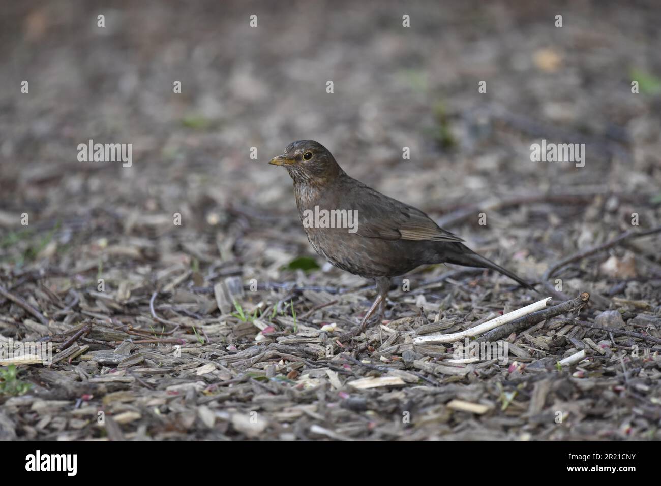 Primo piano, immagine a sinistra di un uccello comune femminile (Turdus merula) con testa leggermente inclinata verso la telecamera, in piedi su Twig e Woodchip Foto Stock