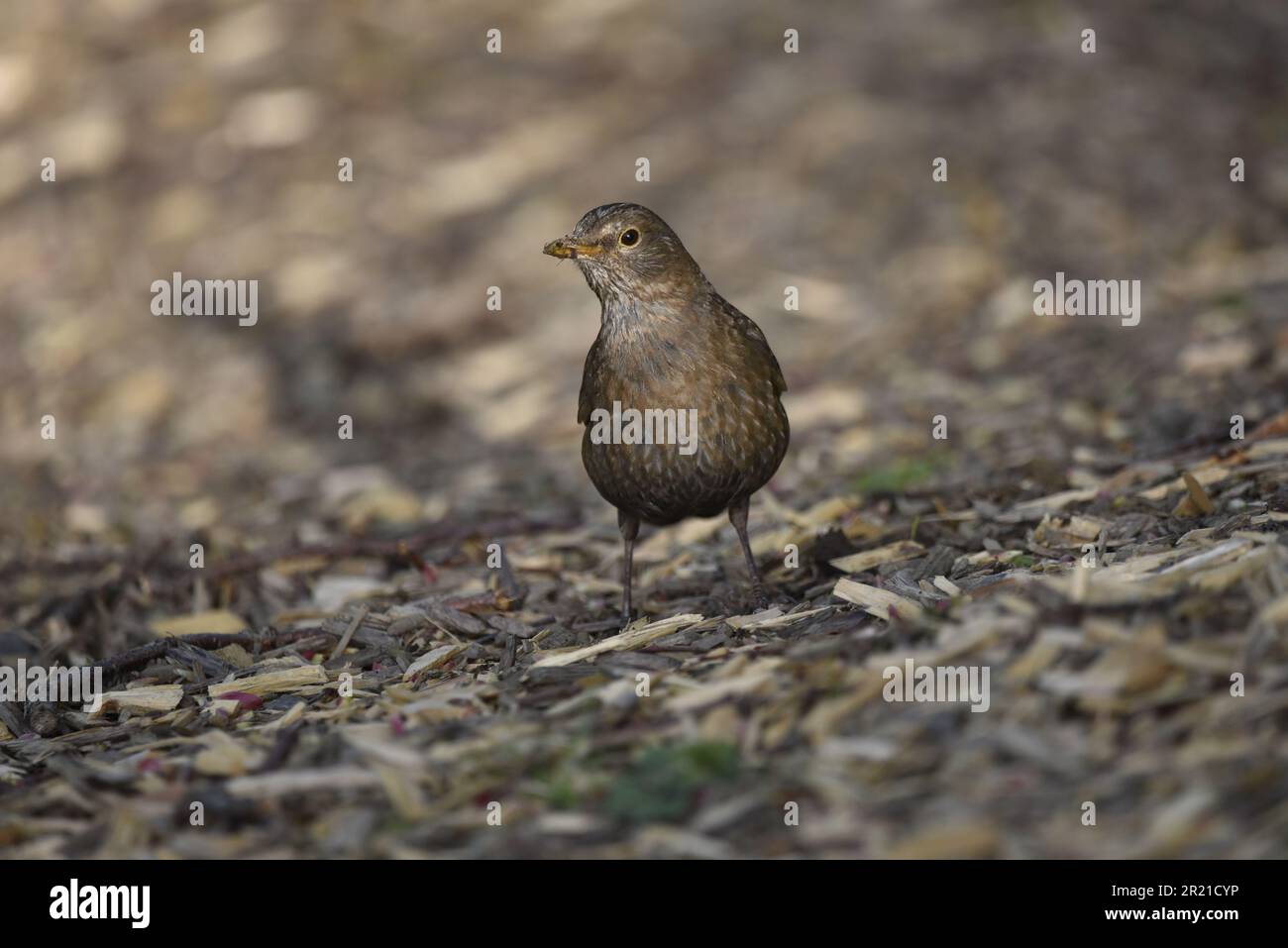 Primo piano Ritratto di un uccello comune femminile (Turdus merula) in piedi su Woodchip e Twig Ground con la testa rivolta a sinistra dell'immagine, presa in Galles Foto Stock