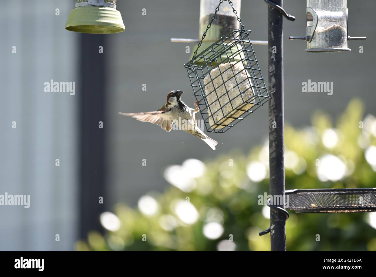 Maschio House Sparrow (Passer domesticus) aggrappato a un Fat Block Feeder con ali aperte al sole, contro uno sfondo Bokeh verde, preso nel Regno Unito Foto Stock