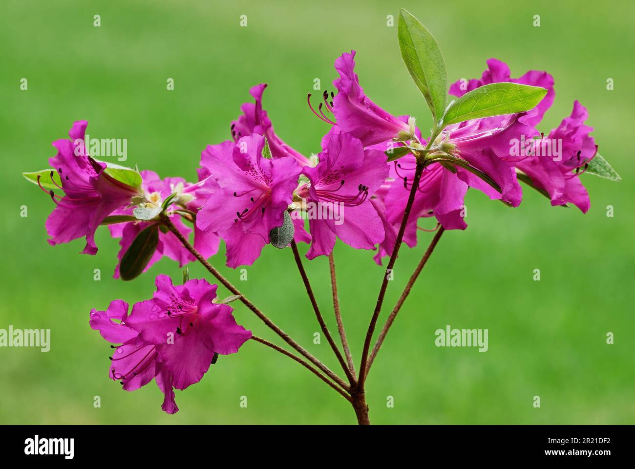 Fiore Azalea amoena Rhododendron ottusum fiori viola, primo piano. Dopo la pioggia. Sfondo verde naturale sfocato. Giardino ornamentale Trencin, Slovacchia Foto Stock