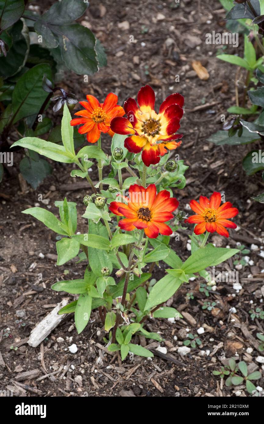 Arancio brillante multicolore Helenium fioritura pianta fioritura in primavera e estate Foto Stock