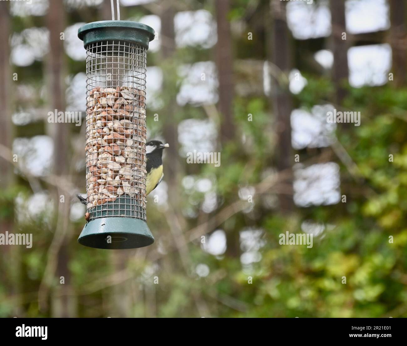 Un Nuthatch su un alimentatore da giardino Foto Stock