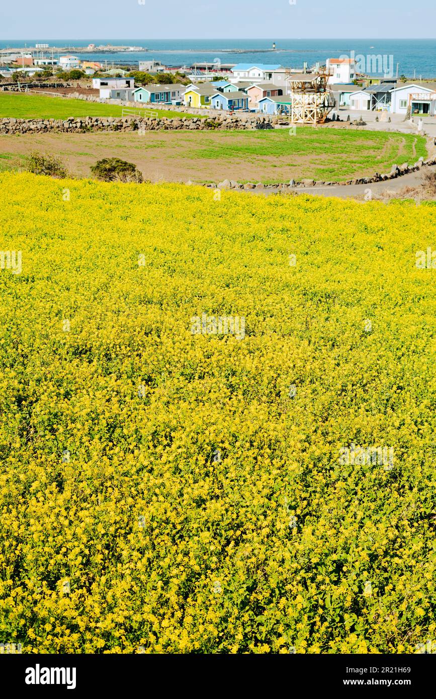 Isola di Udo villaggio sul mare primavera campo di fiori di colza nell'isola di Jeju, Corea Foto Stock
