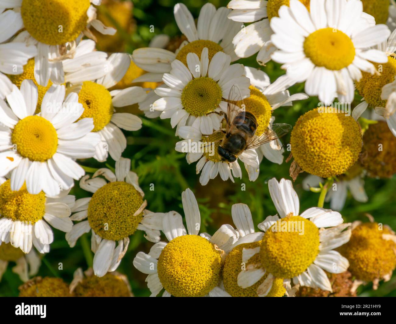 Una mosca sciroppata appollaiata su fiori bianchi di camomilla in una giornata estiva. Fiori bianchi. Impollinazione di piante da insetti. flie tipo ape appollaiate su bianco Foto Stock