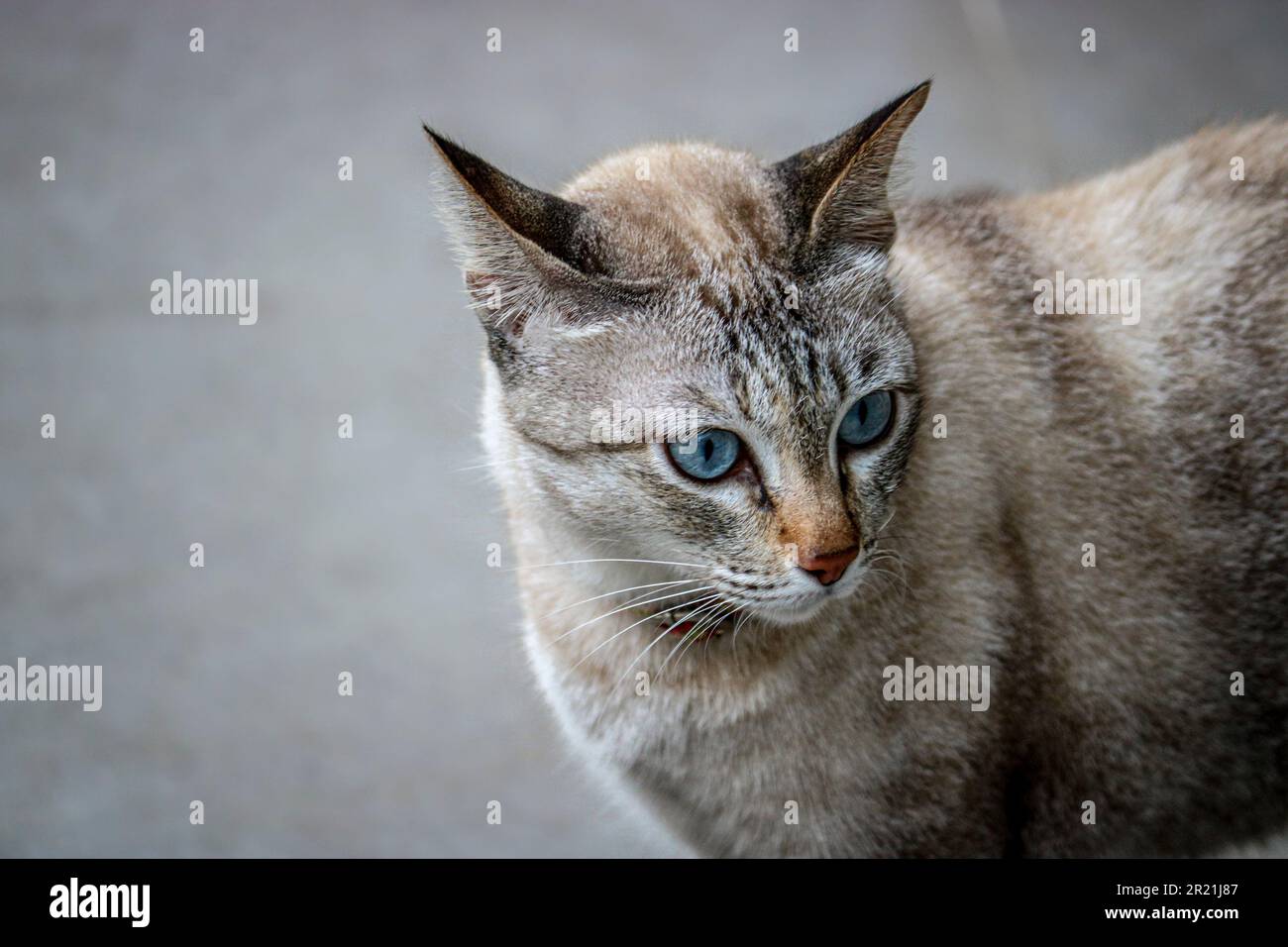 Ritratto di un gatto grigio chiaro con occhi blu. Foto Stock