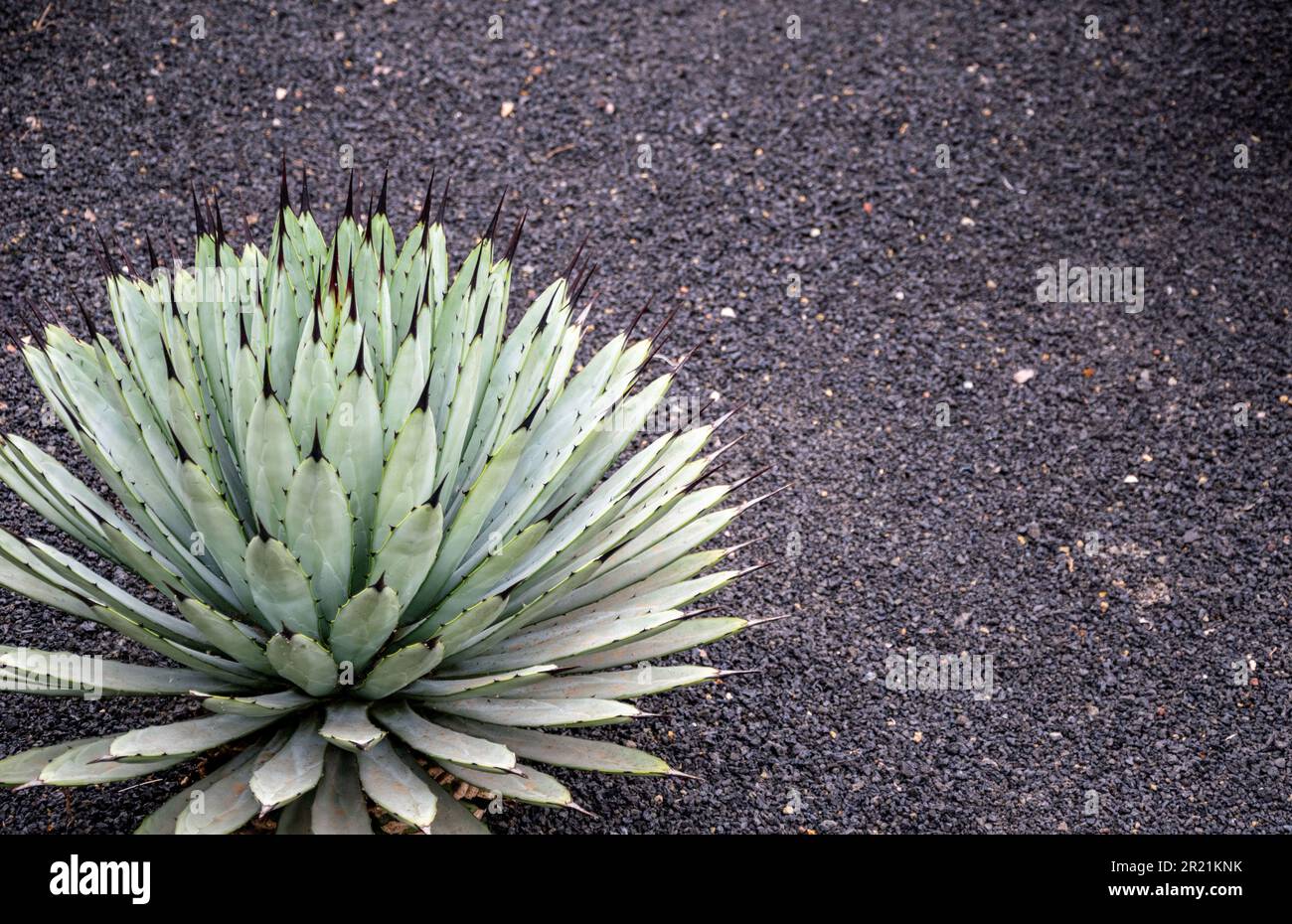 Un'immagine paesaggistica ravvicinata di un singolo cactus che cresce dal ricco suolo vulcanico di Lanzarote Foto Stock
