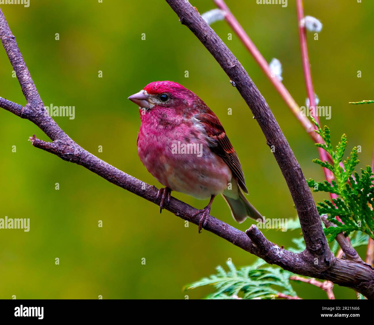 Porpora Finch maschio primo piano vista profilo, arroccato su un ramo che mostra piumaggio di colore rosso con uno sfondo verde nel suo ambiente e habitat. Foto Stock
