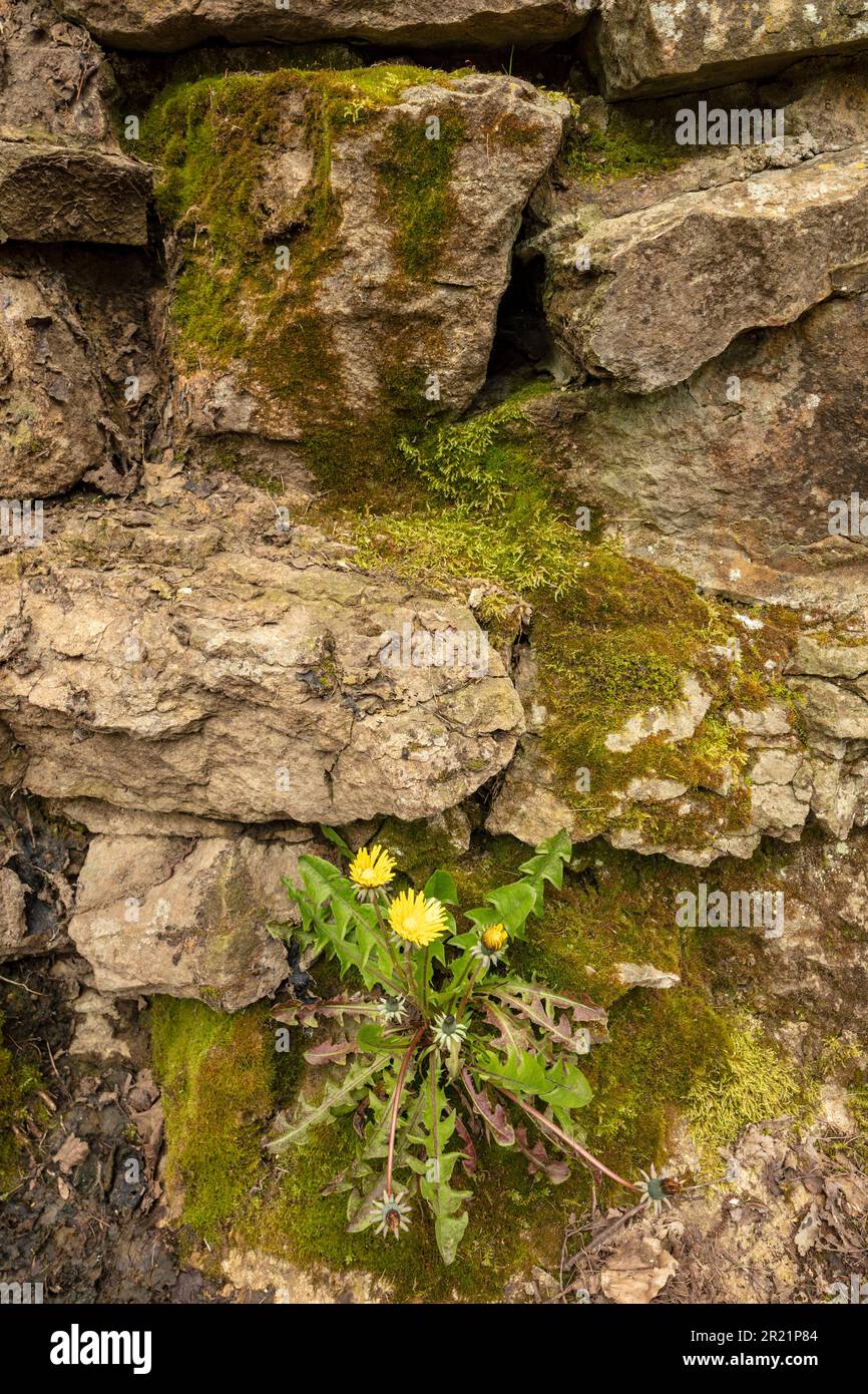 Determinazione: Primo piano di Dandylion fiore selvatico colorato che cresce da un muschio incrostato muro di pietra in primavera. Foto Stock