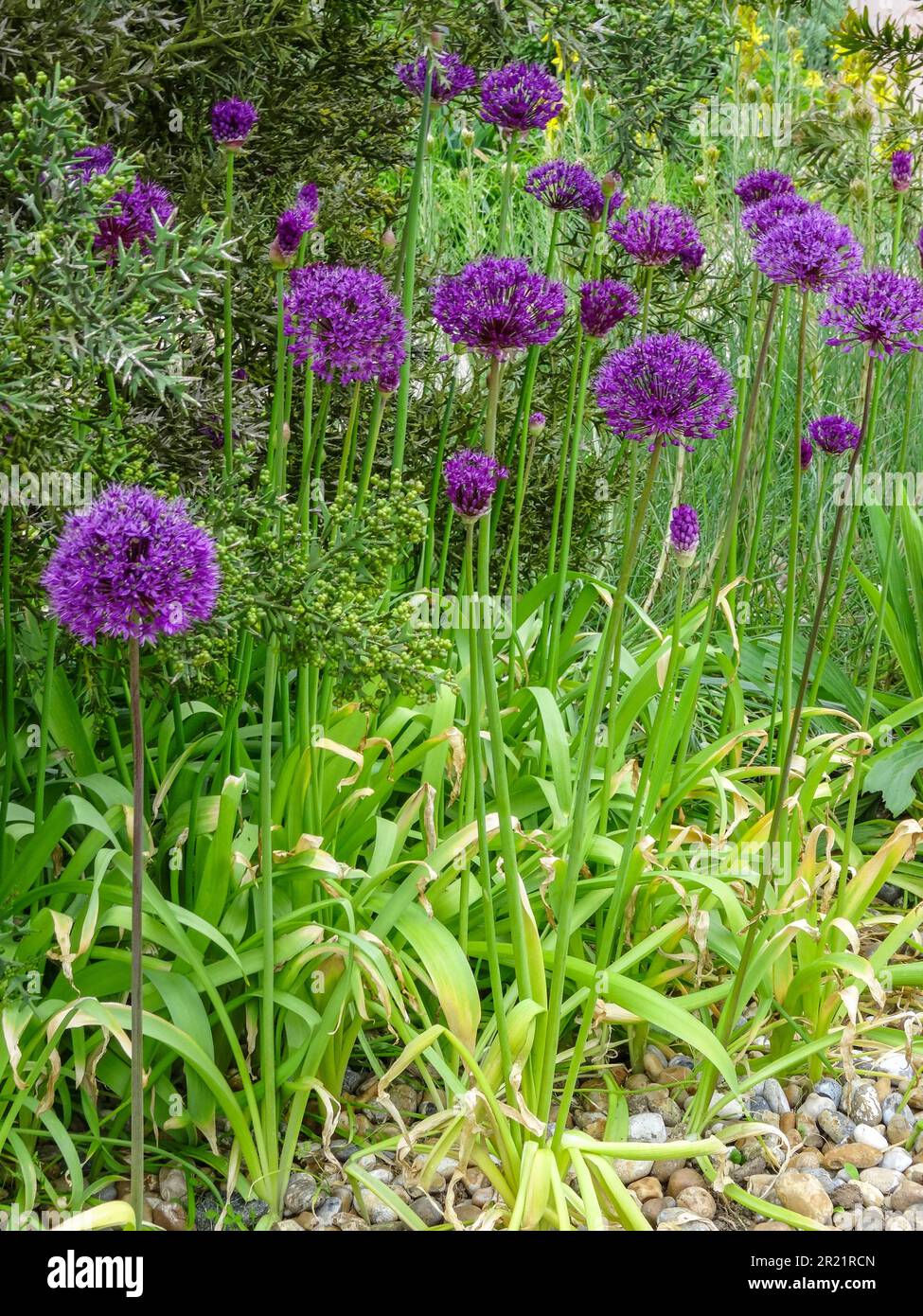 Allium Hollandicum sempre popolare - sensazione viola. Primo piano naturale ritratto di piante in fiore in un ambiente da giardino Foto Stock