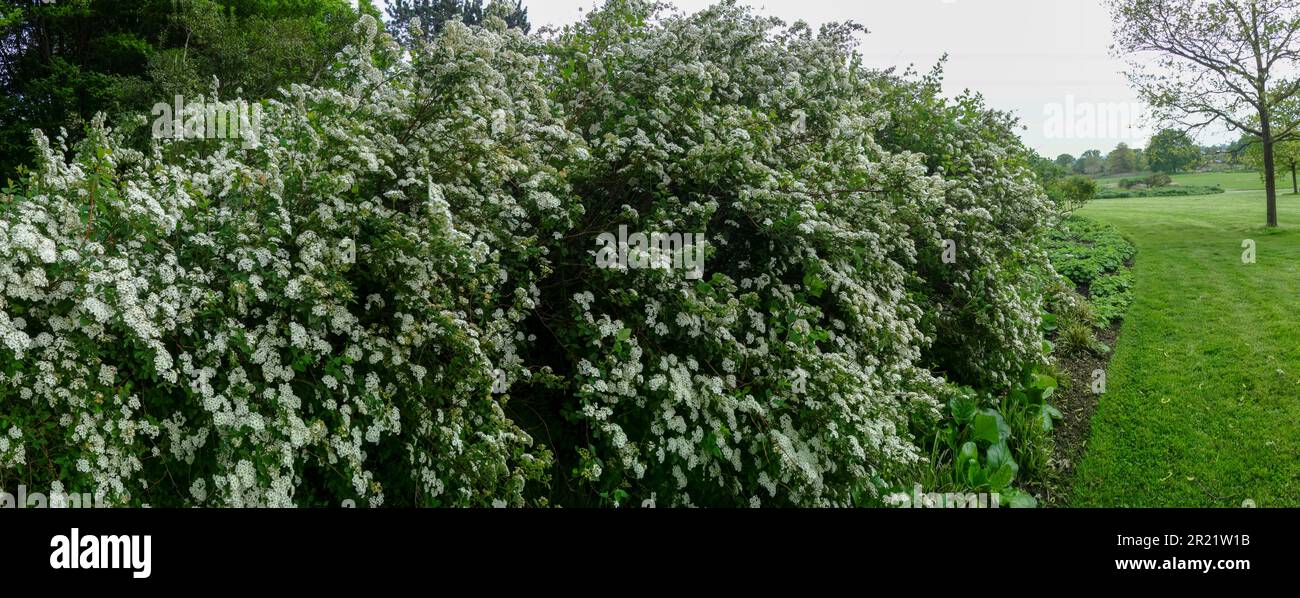 La siepe fiorente come Spiraea x vanhouttei, la spirea di Van Houtte, in tarda primavera Foto Stock