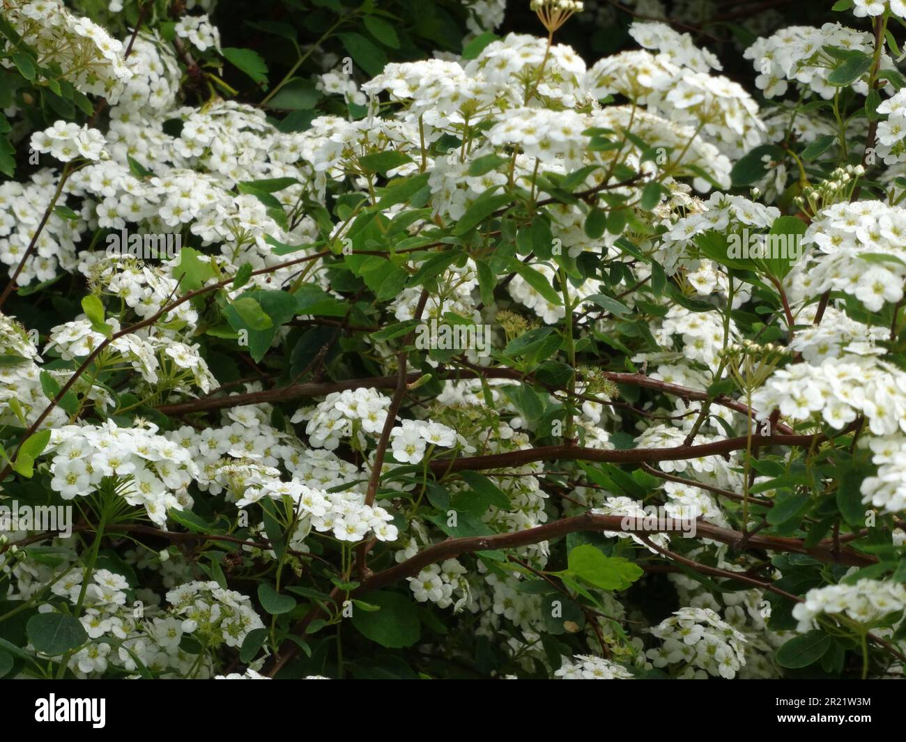 La siepe fiorente come Spiraea x vanhouttei, la spirea di Van Houtte, in tarda primavera Foto Stock