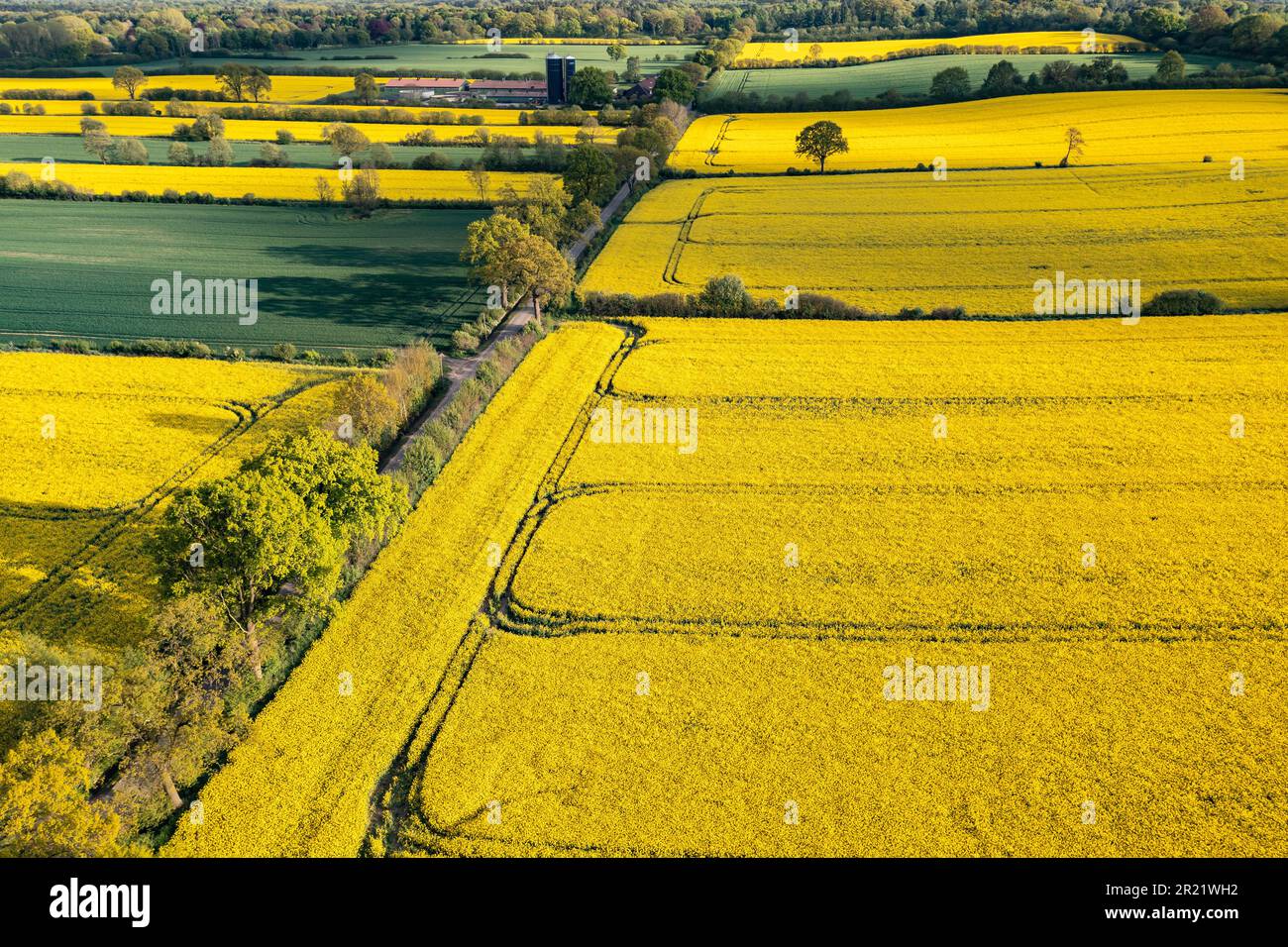 veduta aerea dei campi di colza in fiore nella germania settentrionale Foto Stock