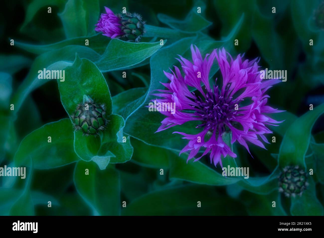 Pretty Centaurea Montana - Joyce. Primo piano naturale pianta ritratto architettonico Foto Stock