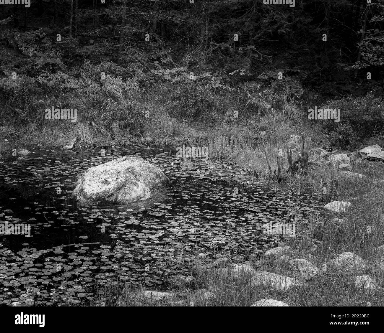 Un colpo in scala di grigi di uno stagno con le foglie di loto in una foresta Foto Stock