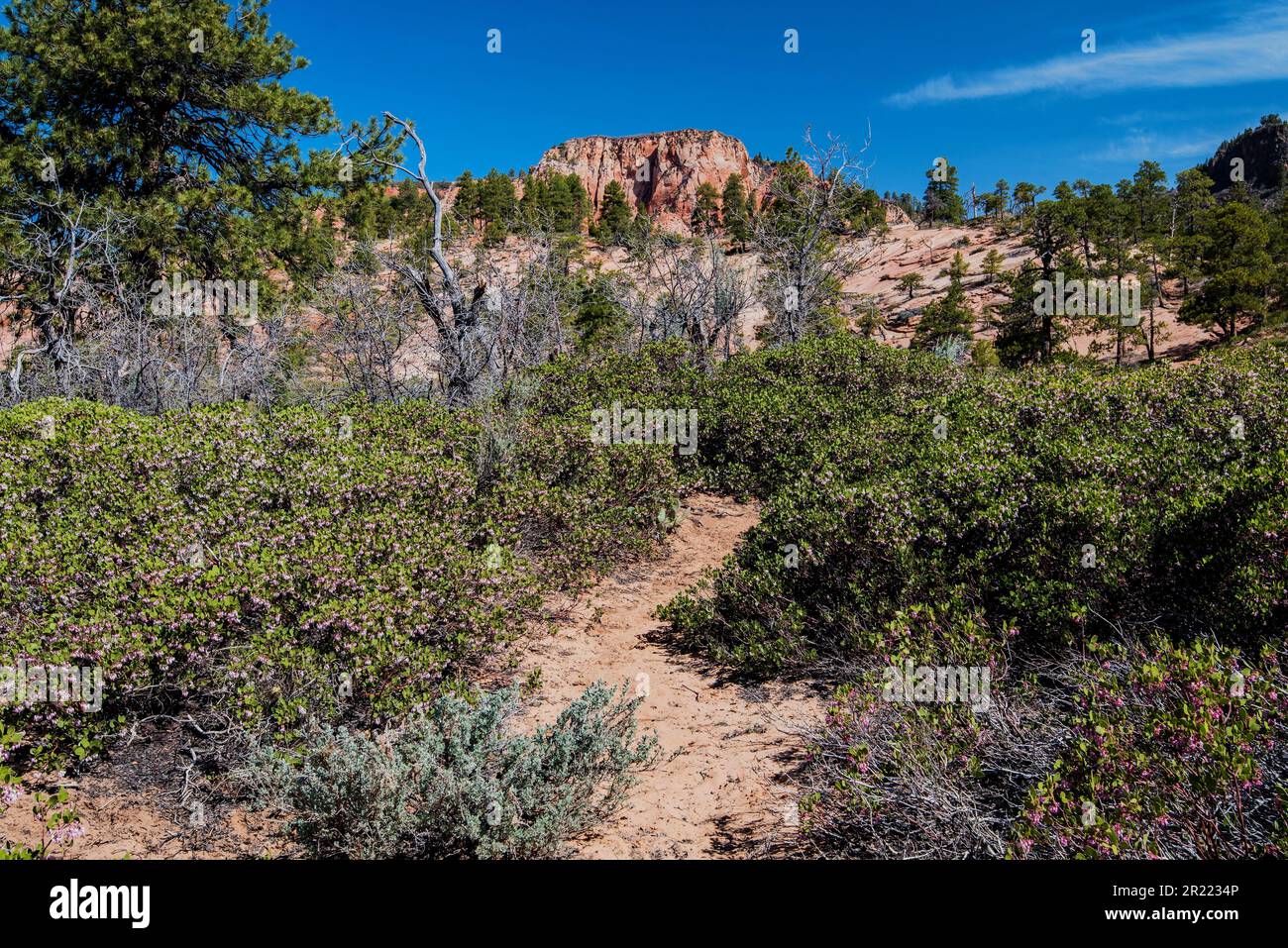 Choke Cherry Blossoms e Red Rock Mesa lungo Kolob Terrace Road Zions National Park, Utah, USA Foto Stock