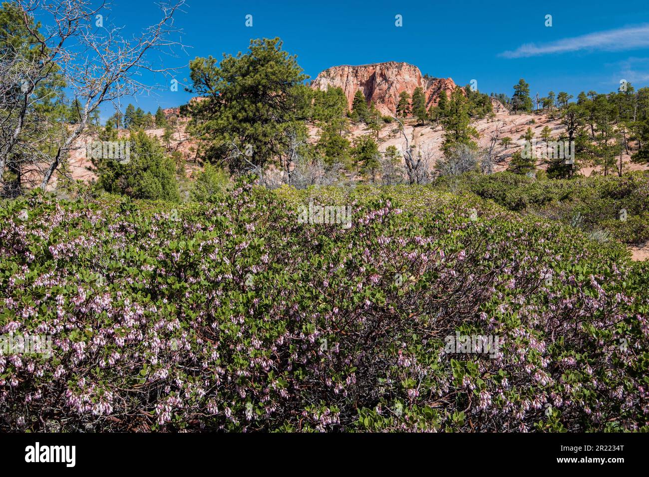 Choke Cherry Blossoms e Red Rock Mesa lungo Kolob Terrace Road Zions National Park, Utah, USA Foto Stock